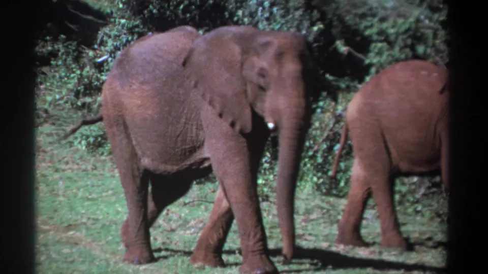 1969 Kenya 8mm frame of a young elephant walking across sunlit grass while another elephant moves out of view.