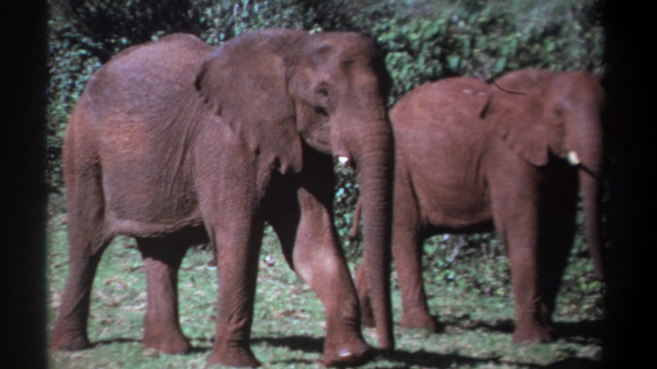 Two elephants walking side by side on grass with dense green foliage behind them.
