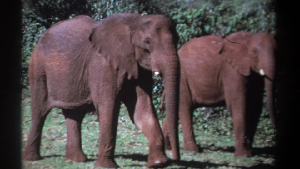 1969 Kenya 8mm frame showing two large elephants moving across a green field, with foliage in the background and dark film borders.
