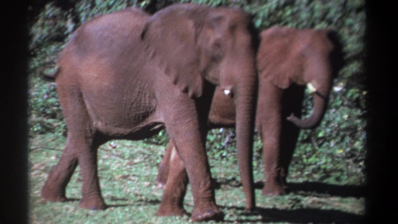 Two elephants crossing a grassy area, one partly ahead of the other near foliage.