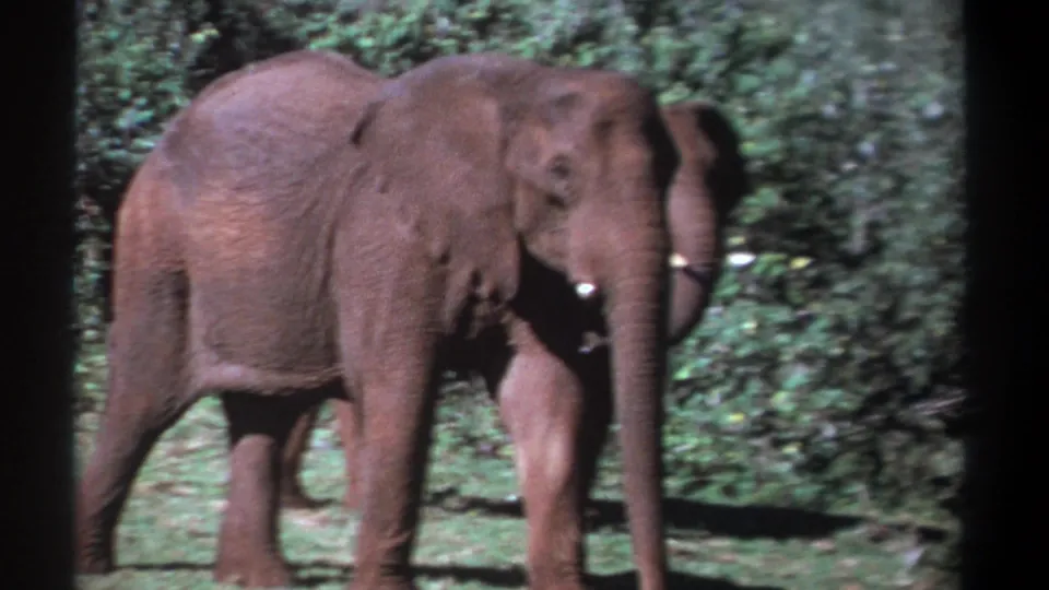 1969 Kenya 8mm frame showing a close handheld view of two elephants walking on grass, with soft focus and green foliage behind them.