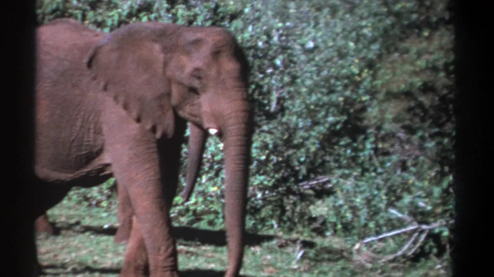 1969 Kenya 8mm frame showing an elephant in profile near dense greenery, with a second elephant partly obscured behind it.