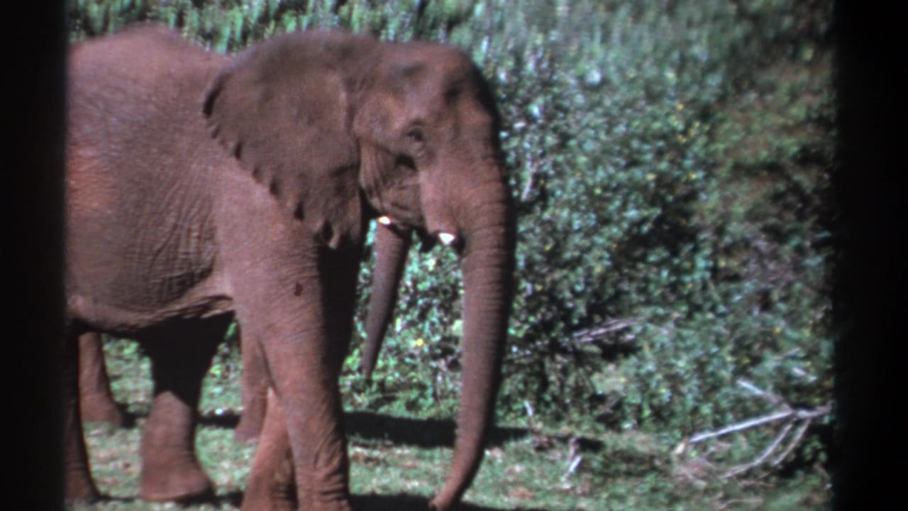 Two elephants partly overlapping beside dense green foliage, one standing in profile with tusks visible.