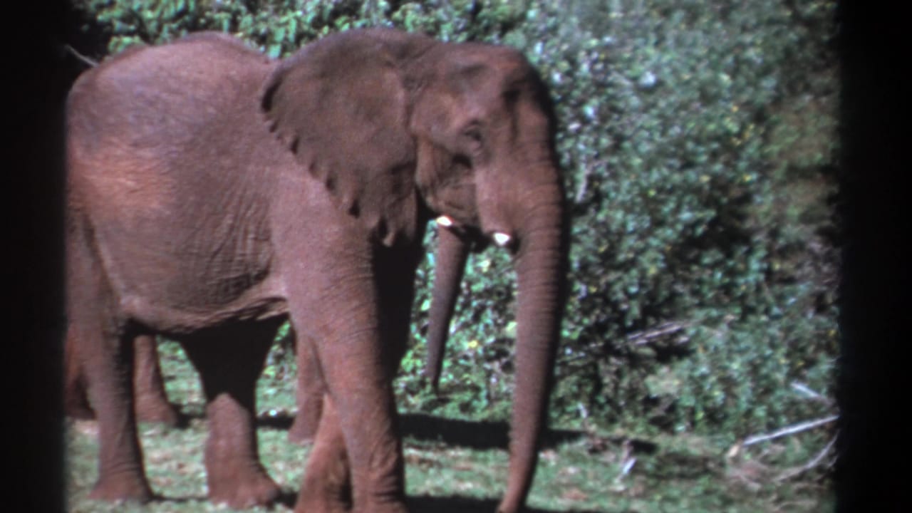Profile view of an elephant with tusks, with another elephant partly obscured behind it.