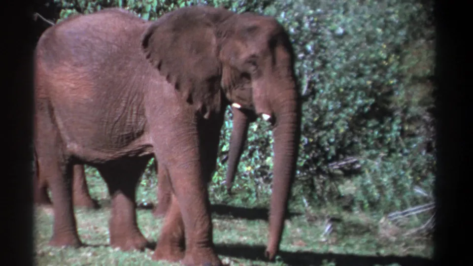 1969 Kenya 8mm still of a tusked African elephant in profile, with another elephant partially visible near dense vegetation.