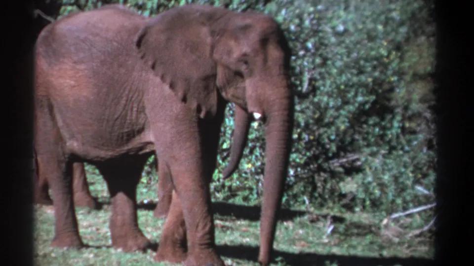 1969 Kenya frame showing a right-facing African elephant with tusks, backed by dense foliage and a partly obscured second elephant.