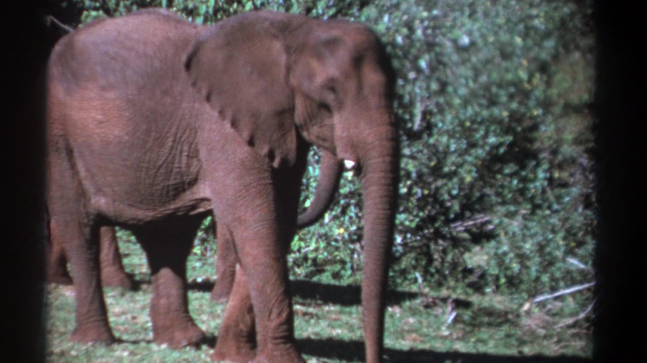 African elephant standing in grass beside bushes with another elephant partly behind it.