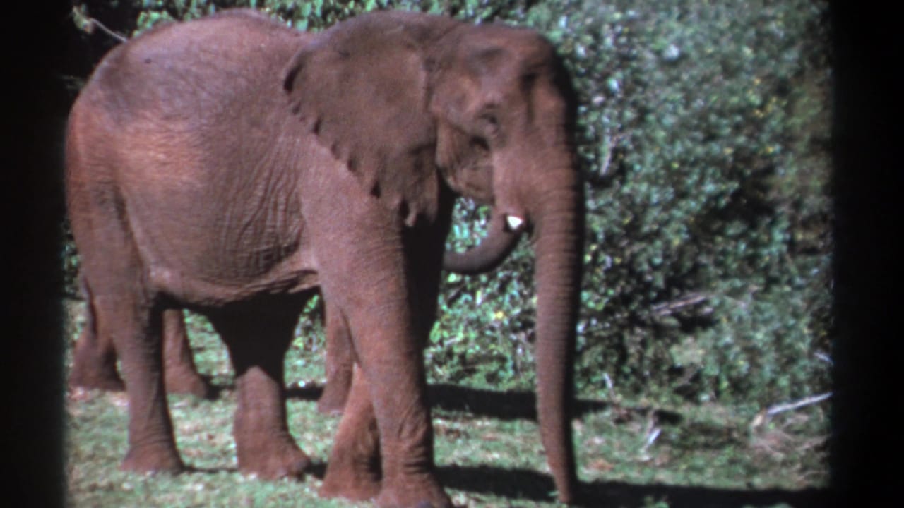 Elephant standing side-on in grass with trunk lowered and bushes in the background.
