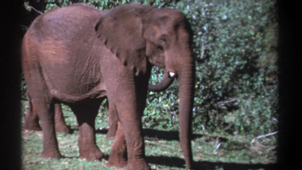 1969 Kenya 8mm frame showing a side view of an African elephant with its trunk lowered, standing in sunlit grass near dense greenery.