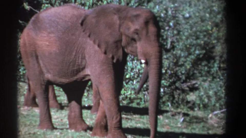 1969 Kenya 8mm frame of a foreground African elephant standing near bushes, with a second elephant partly hidden behind its legs and body.