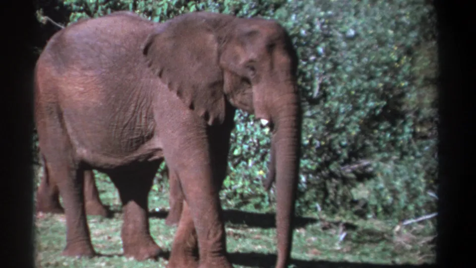1969 Kenya 8mm frame showing an African elephant standing calmly in grass, with its trunk extended downward and green bushes behind it.