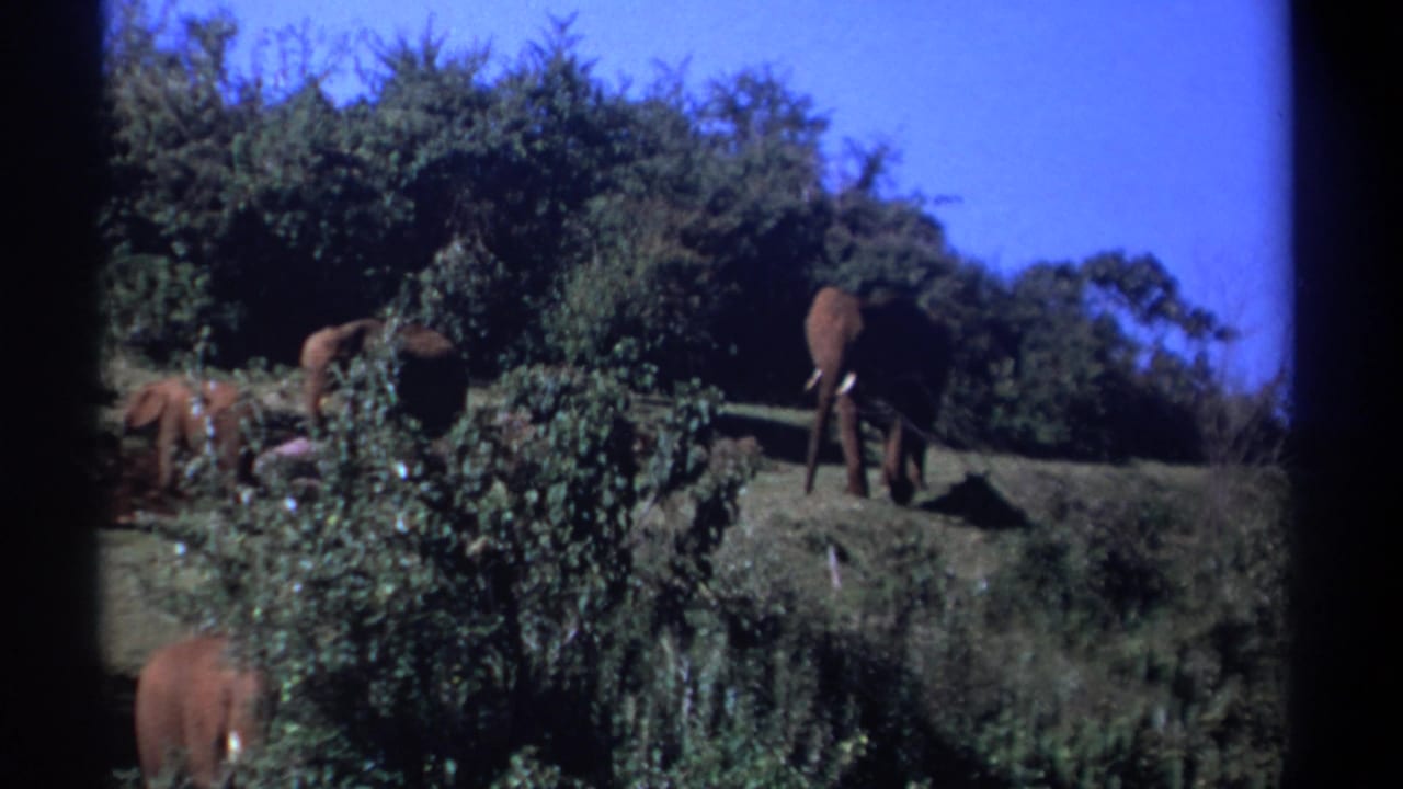 Elephants stand and feed among green shrubs on a grassy slope under blue sky.
