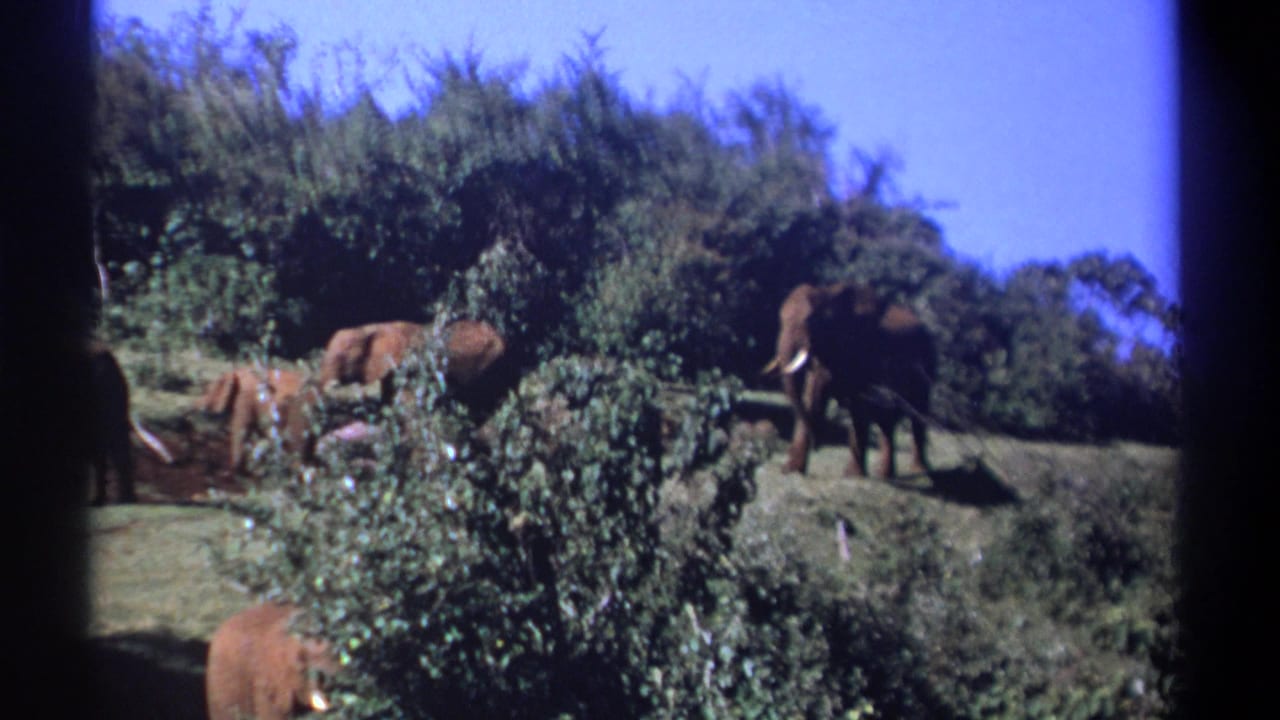 Several elephants move along a grassy hillside beside dense bushes.