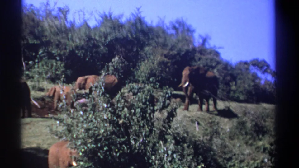 1969 Kenya 8mm frame with elephants walking and feeding near dense vegetation, seen from a distant safari viewpoint.