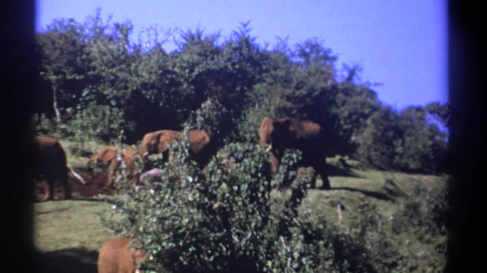 1969 Kenya 8mm frame of elephants clustered around leafy shrubs on a grassy rise, with visible film-frame borders.