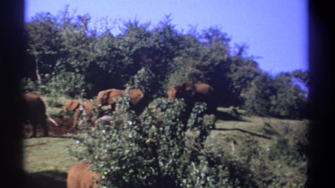 Elephants move through a grassy clearing beside dense trees.