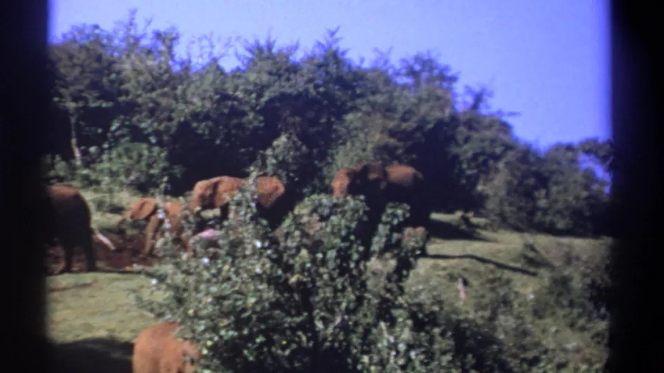 1969 Kenya 8mm frame showing elephants in a grassy clearing with trees and shrubs behind them.