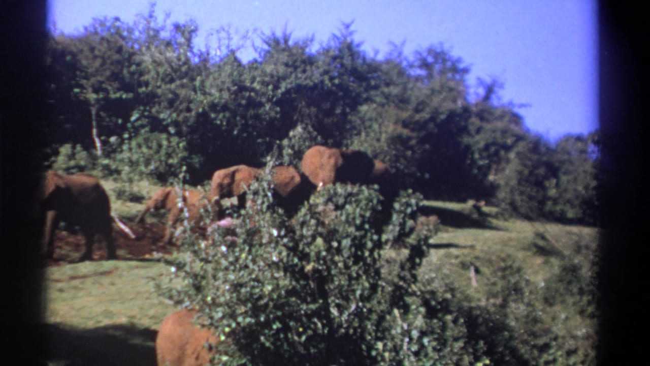 Several elephants forage near shrubs under a blue sky.