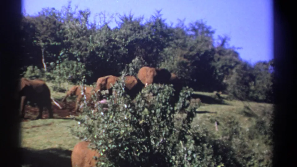 1969 Kenya 8mm frame with elephants partly obscured by shrubs in a green bushland setting.