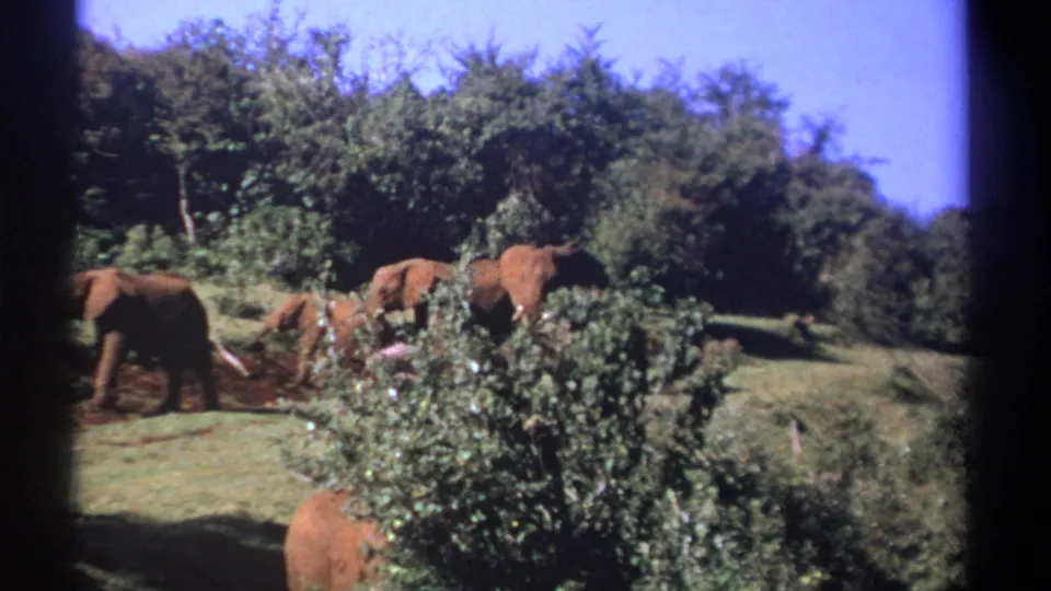1969 Kenya 8mm frame showing elephants spread across a grassy clearing with dense vegetation behind.