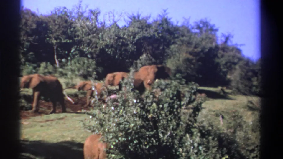 1969 Kenya 8mm frame of elephants partly hidden by foreground shrubs in a wooded clearing.