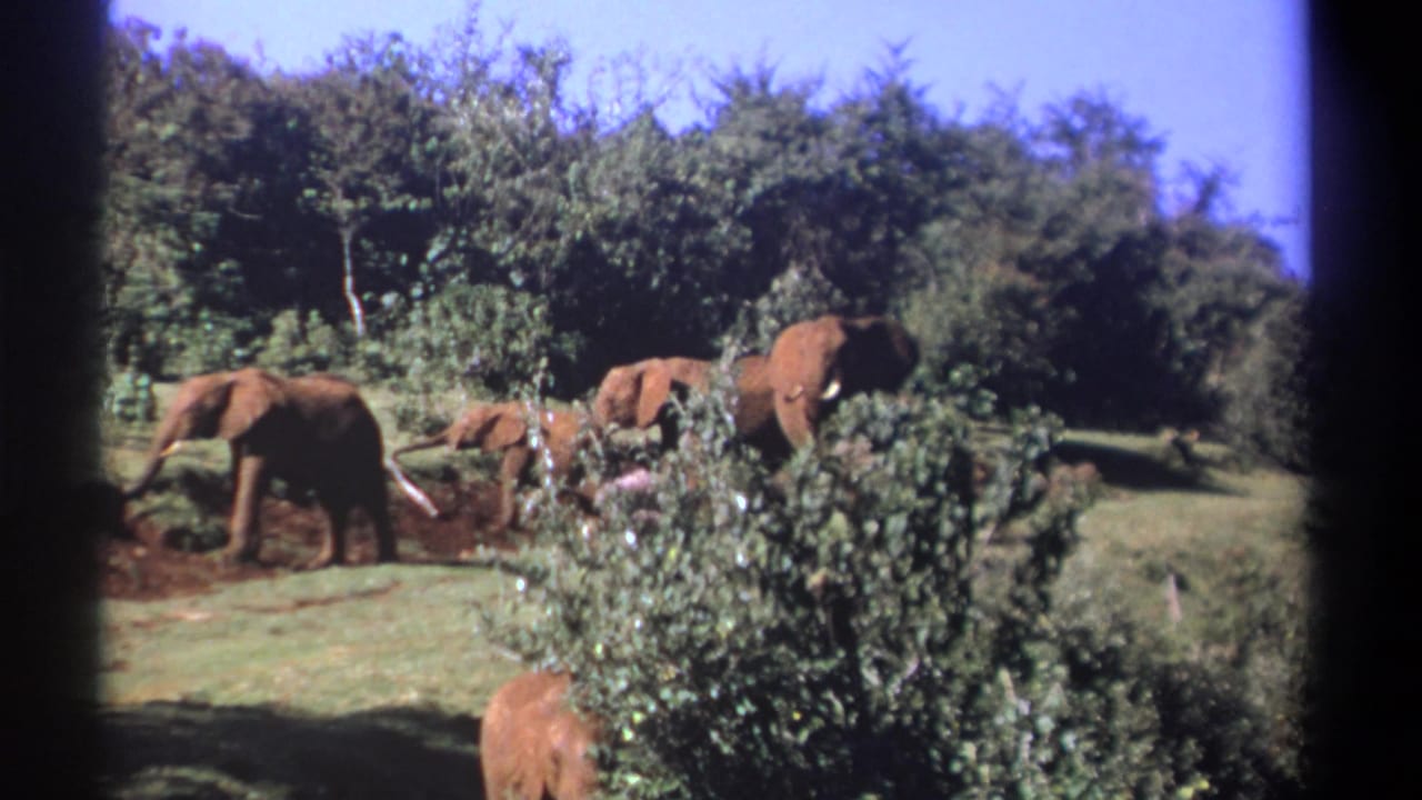 Several elephants forage near shrubs and trees in a grassy landscape.