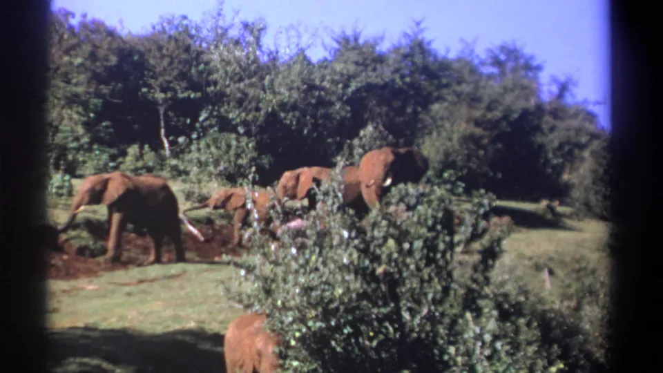 Kenya 1969 8mm frame showing adult elephants and smaller animals foraging near green shrubs and trees.
