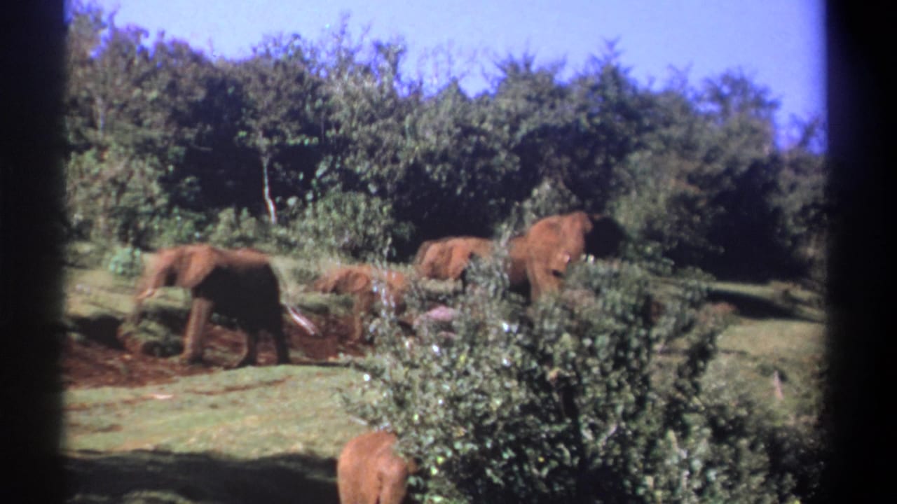 A herd of elephants moves and feeds beside shrubs with trees in the background.