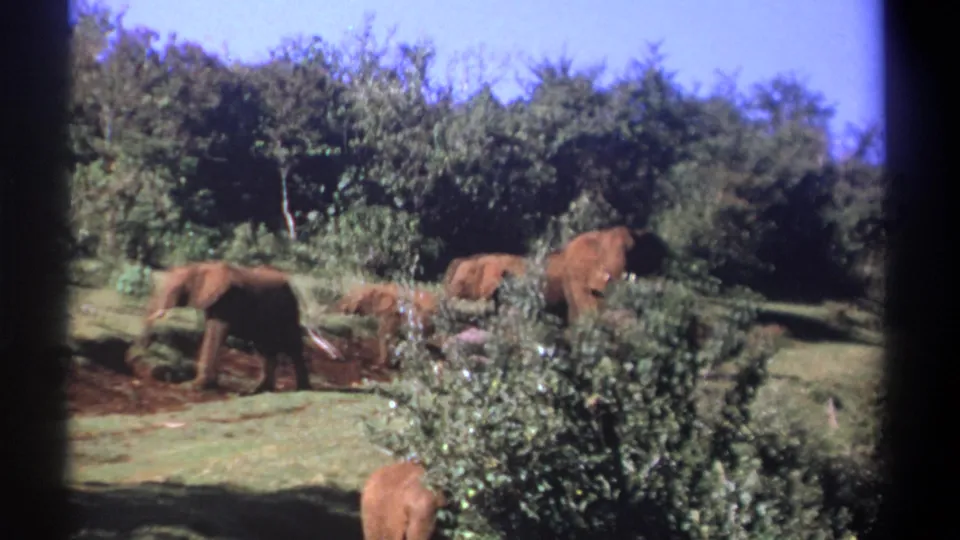 Kenya 1969 8mm frame of elephants, including smaller animals, feeding in grass near dense green trees.