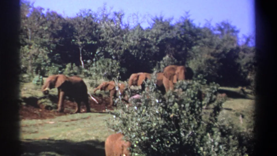 Kenya 1969 8mm frame showing several elephants foraging across grass and reddish earth near thick greenery.