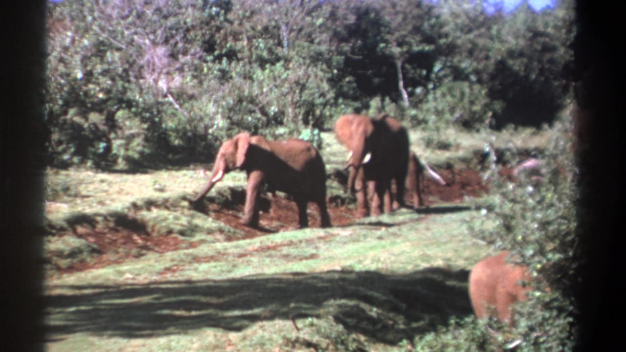 Elephants stand and forage in a grassy clearing bordered by trees.