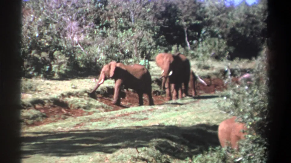 1969 Kenya 8mm frame showing elephants in a sunlit grassy clearing, with one using its trunk near reddish soil.