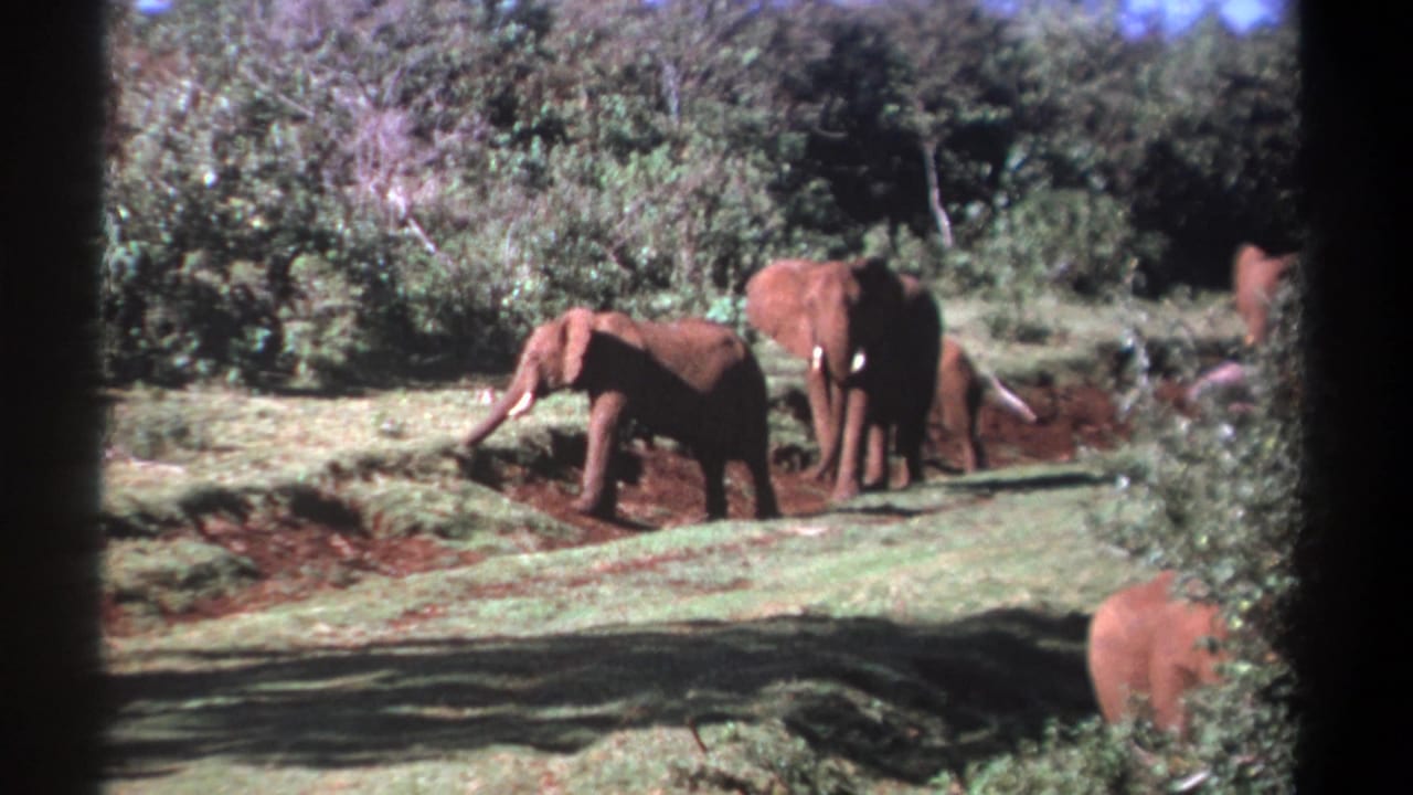 Several elephants move near a grassy opening with trees behind them.