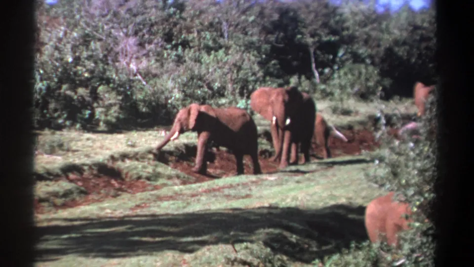 1969 Kenya 8mm frame of a small elephant herd walking and grazing beside brush and reddish earth.