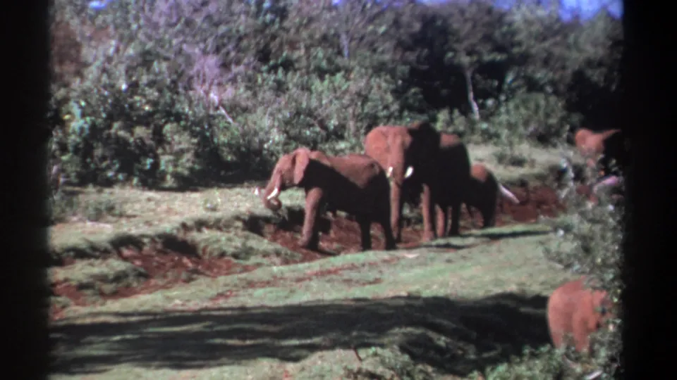 1969 Kenya 8mm frame showing elephants grouped near a shallow reddish patch, with trees and partial animals at the edge.