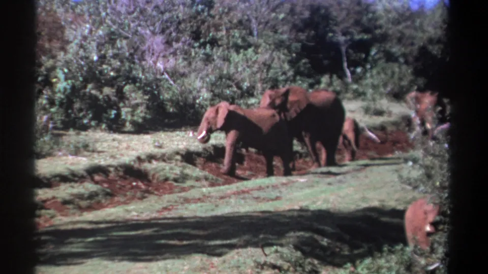 1969 Kenya 8mm frame of a tusked elephant in the foreground with other elephants moving behind it in sunlit brush.