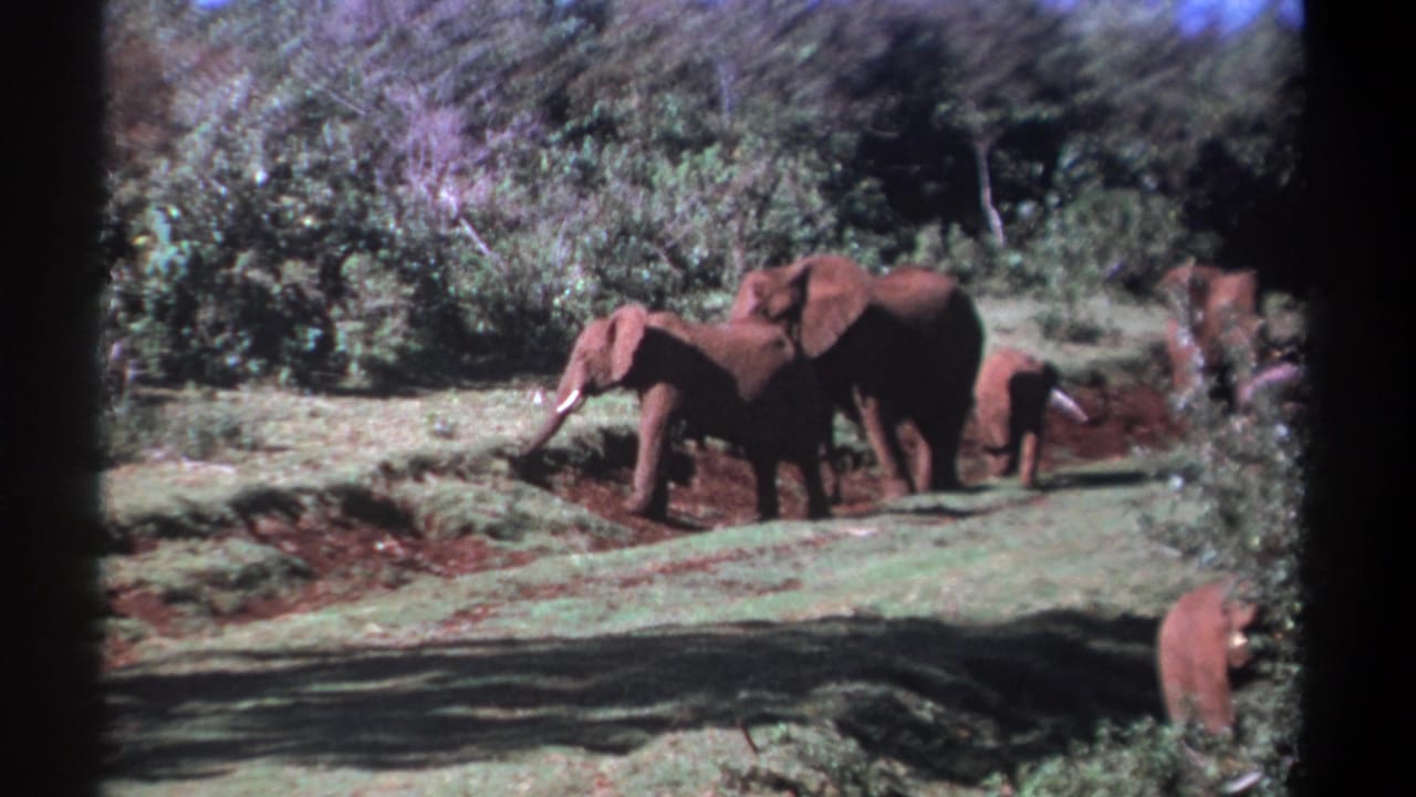 Adult elephants and a calf stand near grass and reddish muddy soil with dense shrubs behind them.