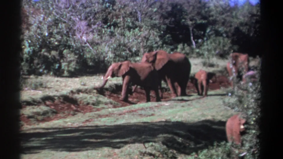 1969 Kenya 8mm still showing a prominent adult elephant, a nearby calf, and other elephants partly visible among shrubs.