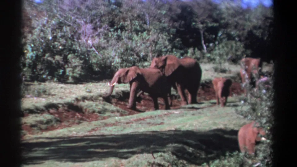 1969 Kenya home-movie frame with several African elephants moving through a grassy clearing bordered by dense shrubs.