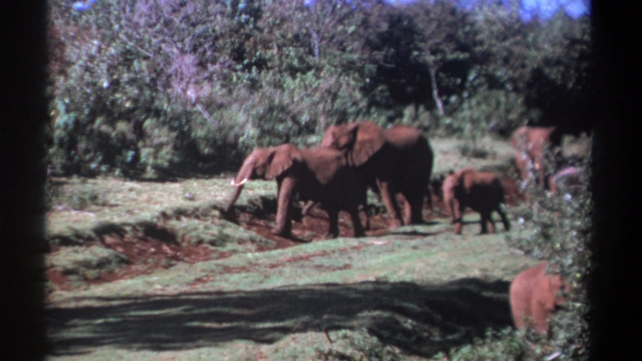 1969 Kenya 8mm frame showing adult African elephants and a calf foraging on green grass near reddish mud and dense trees.