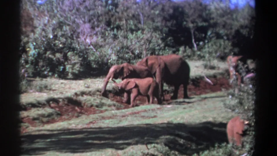 1969 Kenya frame showing an adult elephant with a calf beside it, moving through grass against a dense tree background.