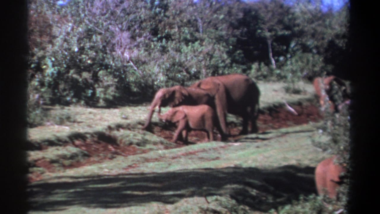 Adult elephants and a calf stand in a grassy forest clearing near reddish mud.