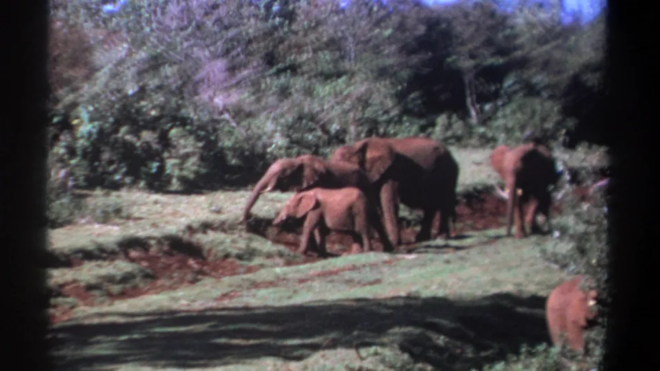1969 Kenya 8mm frame showing a small elephant group clustered near mud, with another elephant at the right edge.
