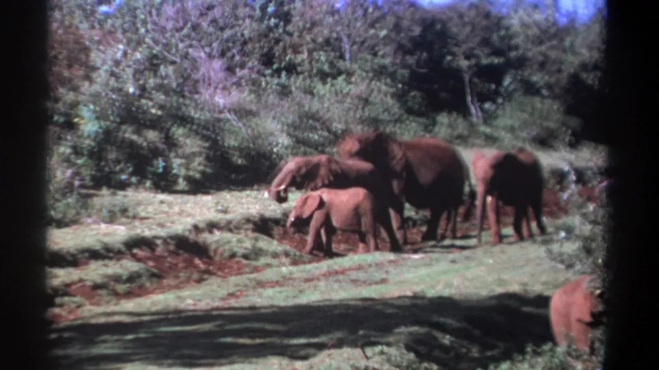 1969 Kenya frame of adult elephants and a calf in a shaded forest clearing, captured with visible 8mm grain and borders.