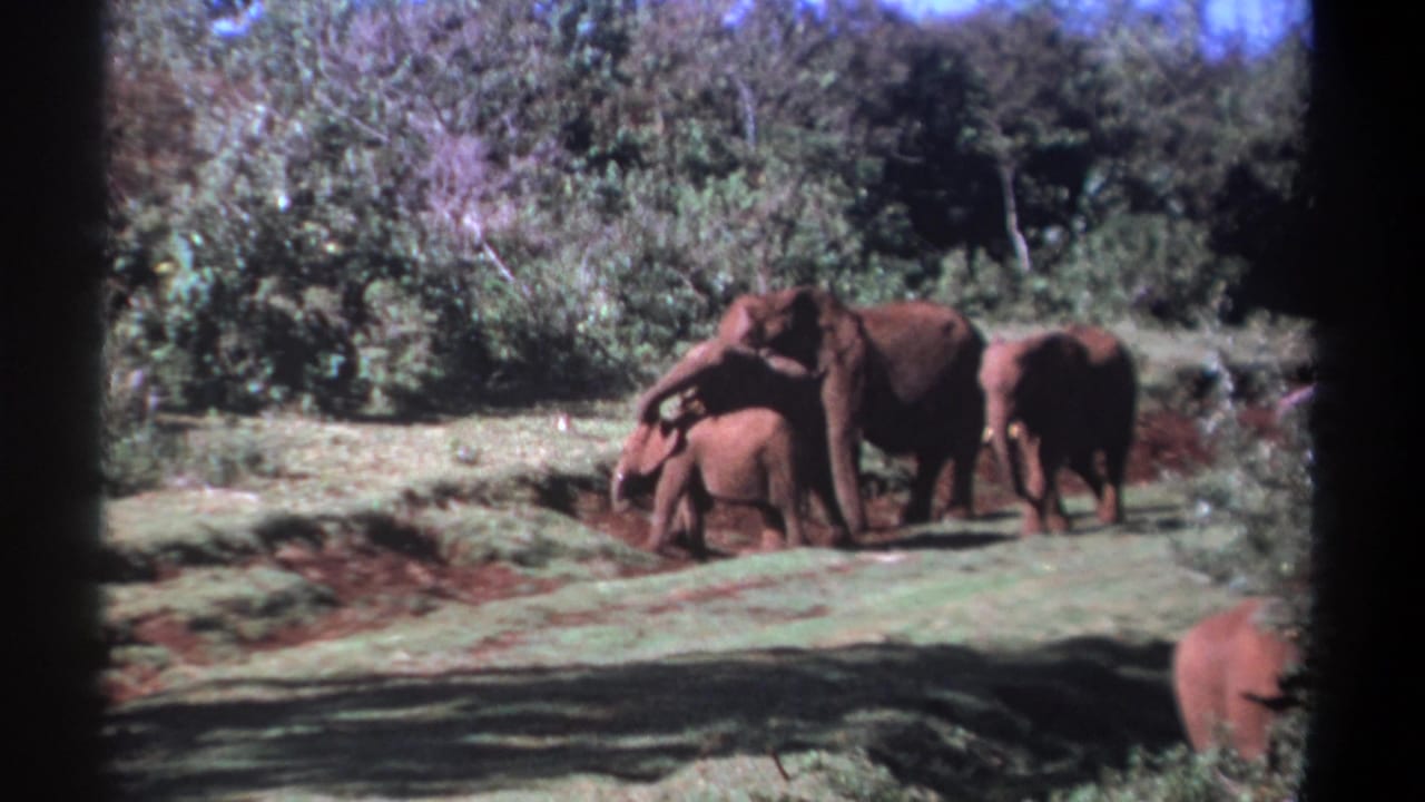 Four elephants, including a calf, crossing a grassy field near dense trees.