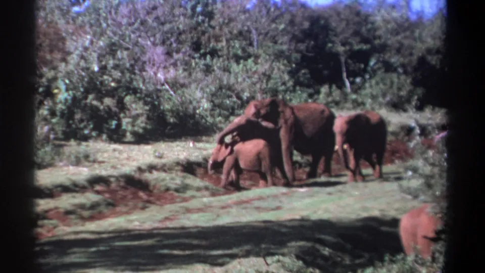 1969 Kenya 8mm frame showing four elephants with a young calf moving across green grass beside reddish soil and trees.
