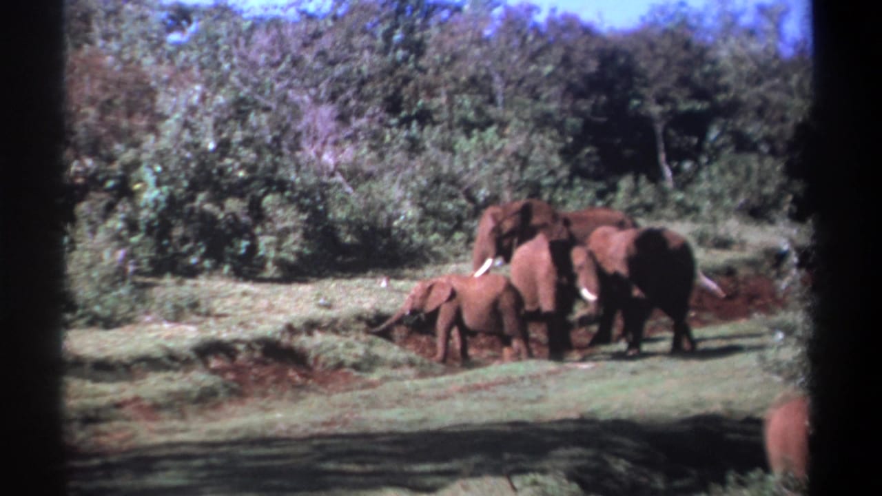Elephants gathered on grass, with a calf low near the ground and trees behind.