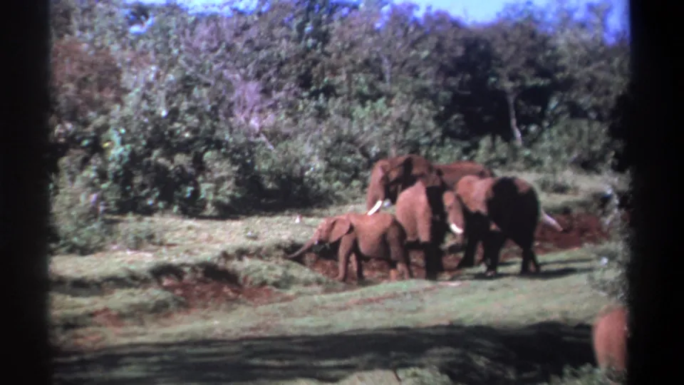 1969 Kenya 8mm frame of elephants clustered on open grass, with a young calf near the front and wooded background.