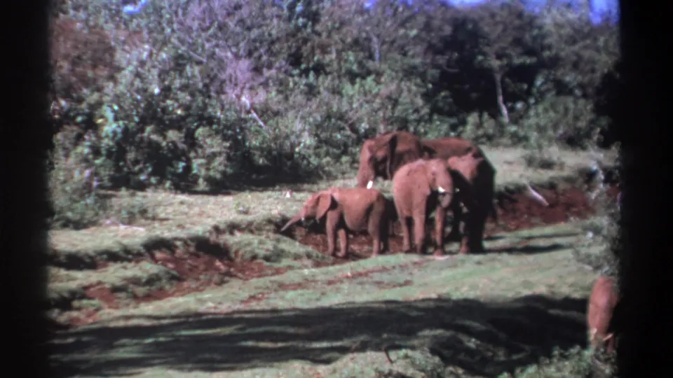 1969 Kenya 8mm frame showing a calf between adult elephants on grass near reddish soil and dense vegetation.