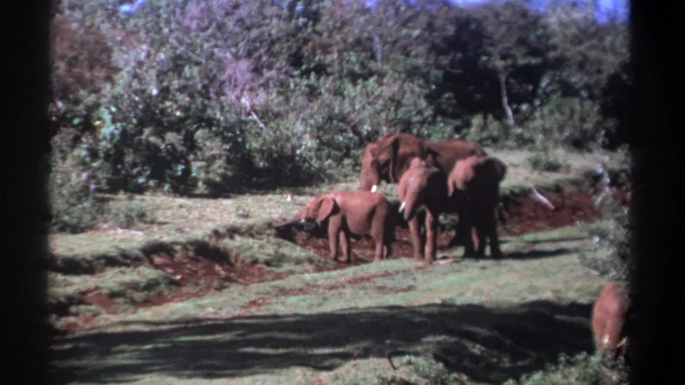1969 Kenya 8mm frame of an elephant family grouped on green grass, with a calf and wooded background visible.